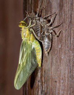 A nymph of the black-tailed skimmer (Orthetrum cancellatum) undergoes transition and becomes an
