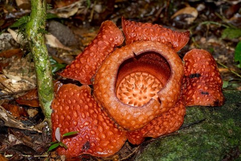 Giant flower of the parasitic Rafflesia tuan-mudae in Gundung Gading National Park, Sarawak, Borneo