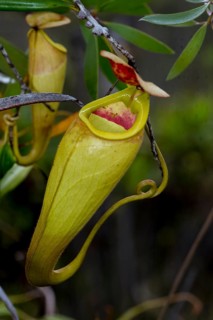 Pitcher plants (Nephentes madagascariences) at wetlands close to Palmarium Resort, eastern