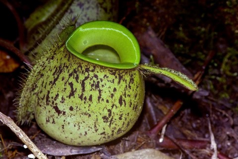 Ground pitcher from the pitcher plant Nephentes ampullaria in Kubah National Park, Sarawak, Borneo