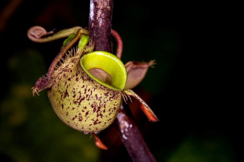 Ground pitcher from the pitcher plant Nephentes ampullaria growing on a stem in Kubah National