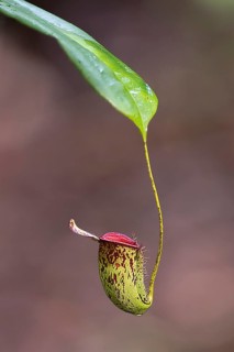 Young pitcher from the pitcher plant Nephentes rafflesiana in Tanjung Puting National Park,