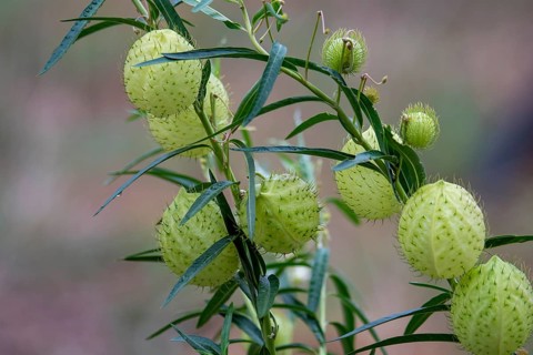 Hairy balls (Gomphocarpus physocarpus) from Zimanga, South Africa, Africa