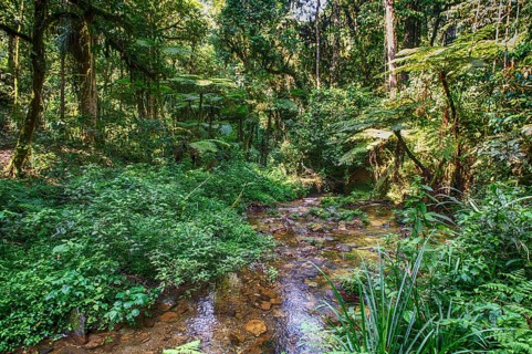 The rainforest and a small stream in Biwindi Impenetrable National Park, Uganda, Africa