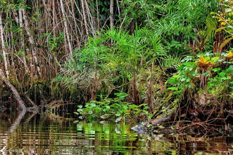 Water plants and other vegetation along the rim of a small river in the rainforest of eastern