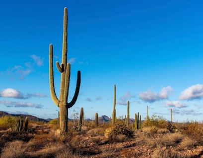 Morning in Organ Pipe Cactus National Monument, southern Arizona