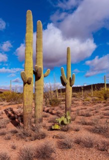 Beautiful and very old specimens of Saguaro cacti (Carnegiea gigantea) in Organ Pipe Cactus