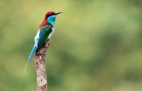 Blue-throated bee-eater, Merops viridis, from Danum Valley, Sabah, Borneo