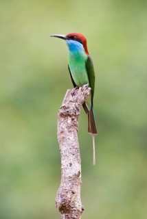 Blue-throated bee-eater, Merops viridis, from Danum Valley, Sabah, Borneo