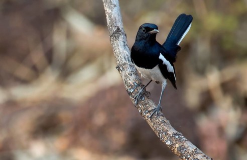 Oriental magpie-robin (Copsychus saularis, male) from Tadoba NP, India, Asia
