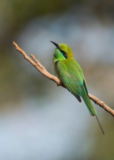Green bee-eater (Merops orientalis) from Tadoba NP, India, Asia
