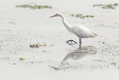 Great egret (Ardea alba) feeding in Kaziranga NP, India, Asia