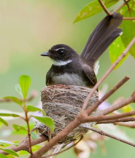 Malaysian pied fantail (Rhipidura javanica) nesting in Danum Valley, Sabah, Borneo