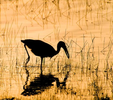 Asian openbill (Anastomus oscitans) searching for food in tadoba NP, India, Asia