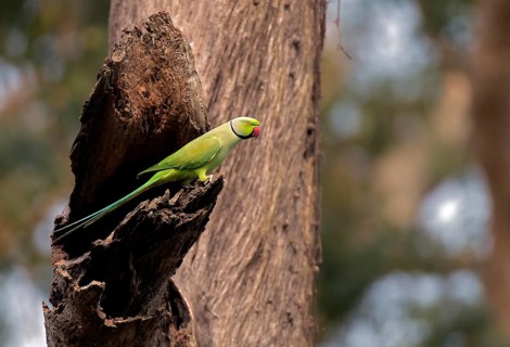 Ring-necked parakeet (Psittacula krameri, male) from Kaziranga NP, Assam, India, Asia