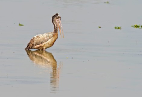 Spot-billed pelican (Pelecanus philippensis) from Kaziranga NP, Assam, India, Asia