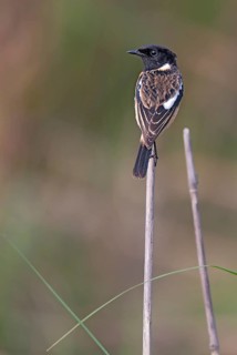 African stonechat (Saxicola torquatus) from kaziranga NP, Assam, India, Asia