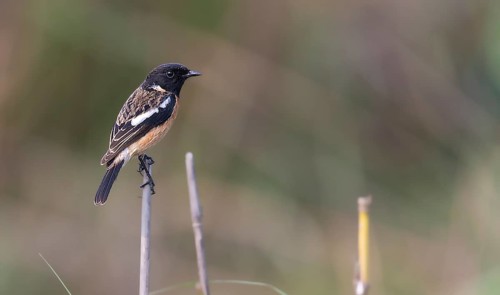 African stonechat (Saxicola torquatus) from kaziranga NP, Assam, India, Asia