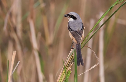 Long-tailes shrike (Lanius schach) from Kaziranga NP, India, Asia