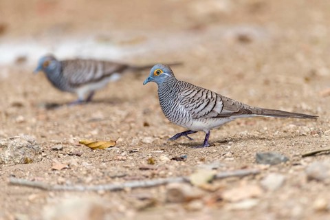 Barred Dove (Geopelia maugeus), endemic to the Lesser Sunda Islands, here photographed on Komodo