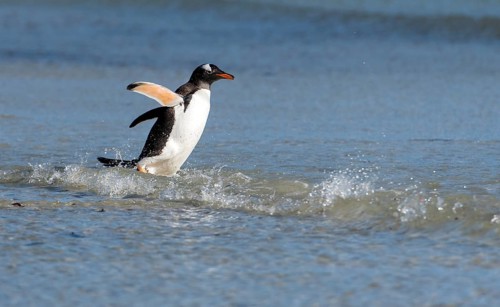 Gentoo penguin (Pygoscelis papua) from Saunders Island, the Falkland Islands