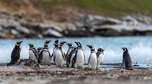 Group of magellanic penguins (Sphreniscus magellanicus) from Saunders Island, the Falkland Islands