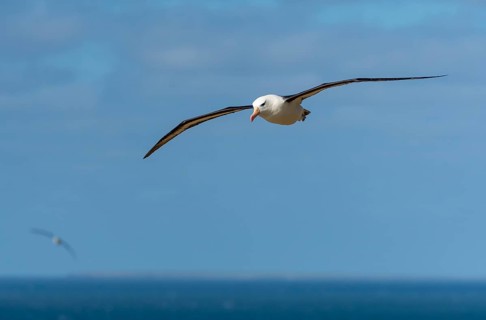 Black-browed Albatross (Thalassarche melanophrys), Saunders Island, the Falklands