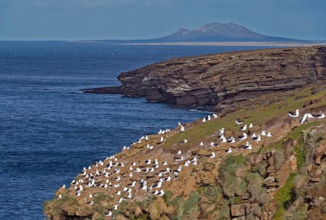 Colony of black-browed albatross (Thalassarche melanophrys) nesting at Saunders Island (close to
