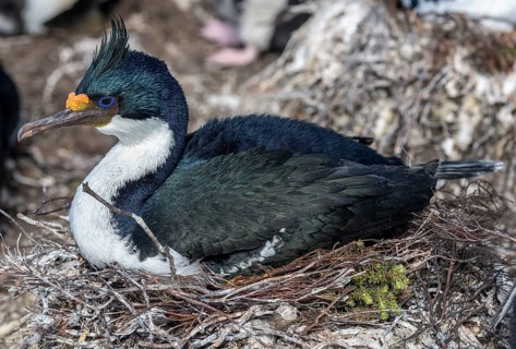 Imperial shag (Phalacrocorax atriceps) nesting at Saunders Island, the Falkland Islands