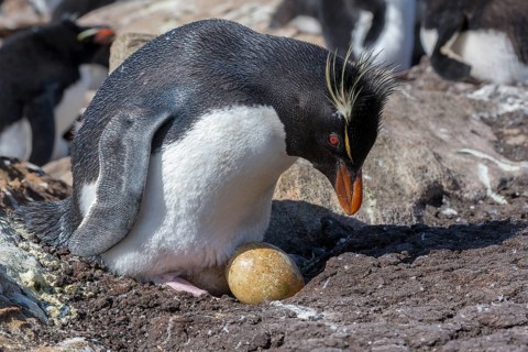 Southern rockhopper (Eudyptes chrysocome) nests at Saunders Island, the Falkland Islands
