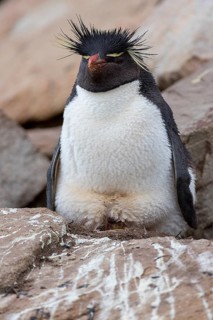 Southern rockhopper (Eudyptes chrysocome) nests at Saunders Island, the Falkland Islands