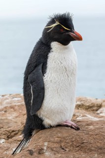 Southern rockhopper penguin (Eudyptes chrysocome) from Sounders Island, the Falkland Islands