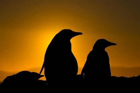 Gentoo penguins during sunset at The Neck, Saunders Island, the Falklands