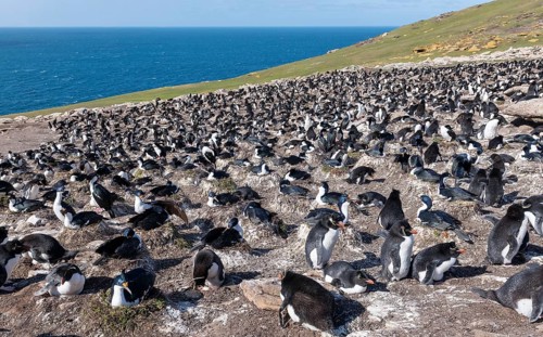 Colonies of southern rockhopper penguins mixed with blue-eyed shags at Saunders Island, the