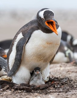 Gentoo penguin (Pygoscelis papua) with it's off-spring at Saunders Island, the Falklands