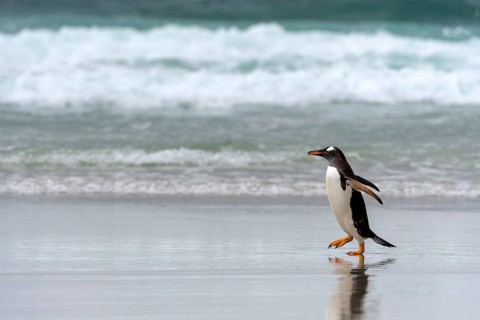 Gentoo penguin (Pygoscelis papua) on the beach at Saunders Island, the Falklands