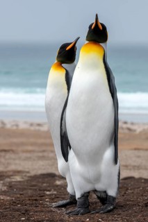 King penguins (Aptenodytes patagonicus patagonicus) from The Neck, Saunders Island, the Falklands