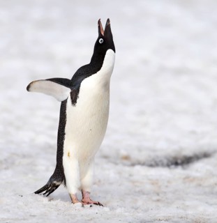 Adelie Penguin (Pygoscelis adeliae) at Brown Bluff, the Antarctic Sound on the northern tip of the