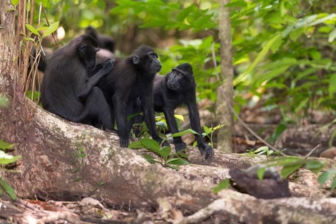 Crested Black Macaques (Macaca nigra) in Tangkoko Nature Reserve, northern Sulawesi, Indonesia,