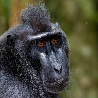 Close up of the Crested Black Macaques (Macaca nigra) in Tangkoko Nature Reserve, northern