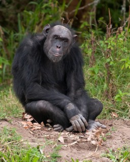 Common Chimpanzee (Pan troglodytes) in Ol Pejeta Conservancy, Kenya, Africa