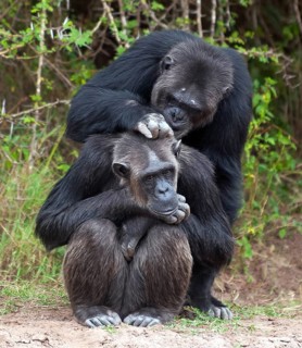 Common Chimpanzee (Pan troglodytes) in Ol Pejeta Conservancy, Kenya, Africa