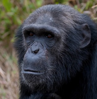 Common Chimpanzee (Pan troglodytes) in Ol Pejeta Conservancy, Kenya, Africa