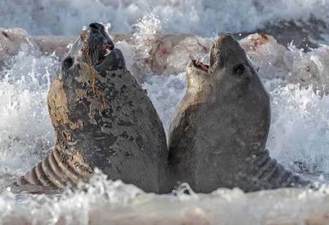 Fighting elephant seals (Mirounga leonina) from Sea Lion Island, the Falkland Islands