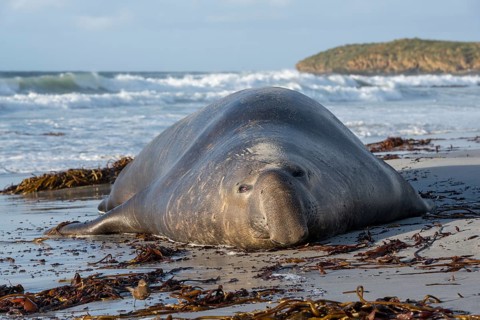 Male elephant seals (Mirounga leonina) from Sea Lion Island, the Falkland Islands