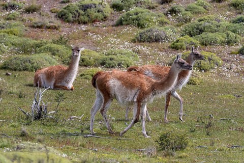 Guanacos (Lama guanicoe) from Torres del Paine National Park, southern Chile