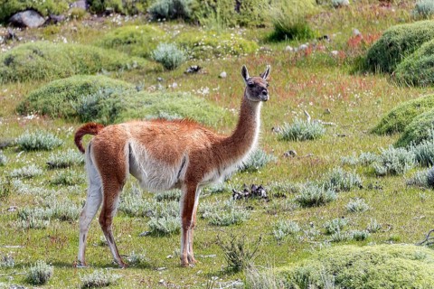 Guanaco (Lama guanicoe) from Torres del Paine National Park, southern Chile