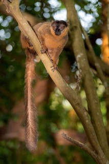 Collard brown lemur (Eulemur collaris) from Nahampoana Private Reserve, Madagascar, Africa