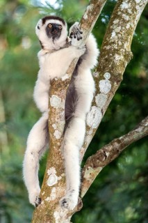 Verreaux's sifaka (Propithecus verreauxi) from Nahampoana Private Reserve, Madagascar, Africa