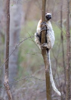 Verreaux's sifaka (Propithecus verreauxi) from Berenty Reserve, southern Madagascar